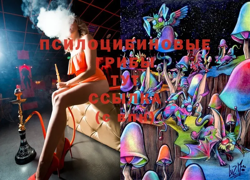 Галлюциногенные грибы Cubensis Пушкино